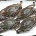 Zhoushan Crab Blue Plaging Frozen